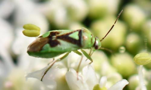 Réf. 290 116 : Orthops campestris